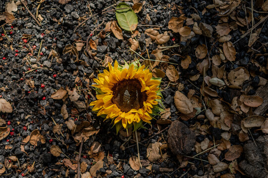 Single yellow sunflower on dark, rocky ground debris with fallen leaves. Natural beauty, top-down shot. Detailed texture, ideal for nature and botanical themes