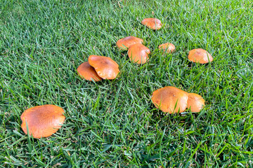 Close-up of butter mushrooms Suillus with orange-brown caps growing among green grass in natural daylight. Wild edible mushrooms in their natural environment, showing texture and vibrant color.
