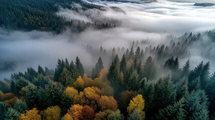 Enchanting Aerial View of Misty Evergreen Forest with Autumn Foliage in Soft Morning Light
