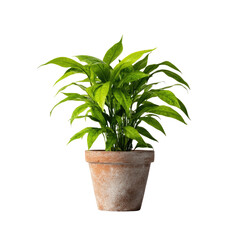 Potted plant with vibrant green leaves