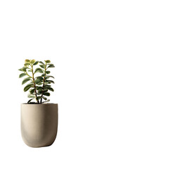 Small succulent in a simple, off-white pot