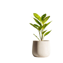 Small potted plant with variegated leaves against black background