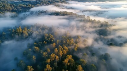 Aerial View of Lush Green Forest Surrounded by Misty Fog at Sunrise Evoking Tranquility