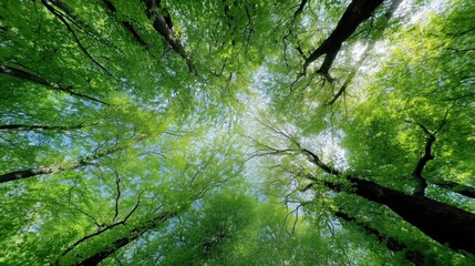 Majestic View of Lush Green Trees Against a Clear Blue Sky with Sunlight Filtering Through the Leaves