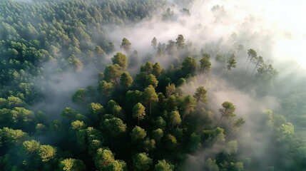 Aerial View of Lush Green Forests Enveloped in Misty Fog Creating a Serene Atmosphere
