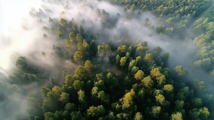 Serene Aerial View of Lush Green Forests Enveloped in Dreamy Morning Fog
