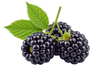Isolated blackberries with leaves, fresh dark blackberry on a sprig of green, healthy eating