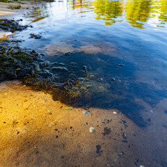 Clear shallow water reveals a sandy bottom with patches of green algae. Reflections of trees suggest a peaceful lakeside setting, rich in natural textures and aquatic vegetation.