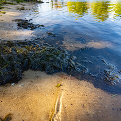 Clear shallow water reveals a sandy bottom with patches of green algae. Reflections of trees suggest a peaceful lakeside setting, rich in natural textures and aquatic vegetation.