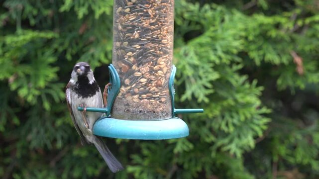 sparrow in the garden