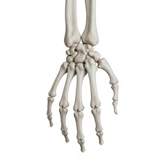 Anatomical human hand skeleton bone structure medical illustration detailed anatomy science study isolated on transparent background