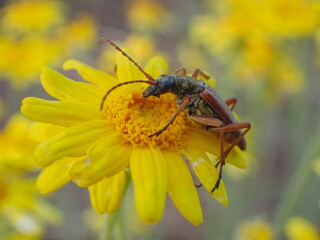 Klamath Falls, OR, USA - June 23, 2025: Close up of a Flower Longhorn Beetle with visible antenna on a yellow flower with macro details.