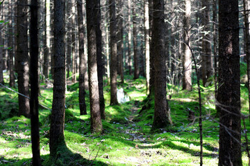 Fototapete bei efototapeten.de bestellen   