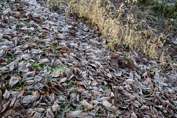 秋の風景　冠雪の山並み　霜が降りた落葉