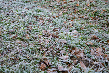 秋の風景　冠雪の山並み　霜が降りた落葉