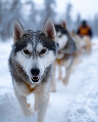 A dog sled team racing across a snowy tundra with focused mushers and energetic huskies