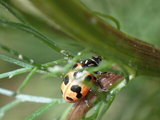 Klamath Falls, OR, USA - June 23, 2025: Close up of an Oblong Lady Beetle on a young green plant.