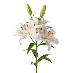 Fototapeta premium Elegant White Lily Flowers with Pink Accents and Green Stems PNG cutout transparent background isolate