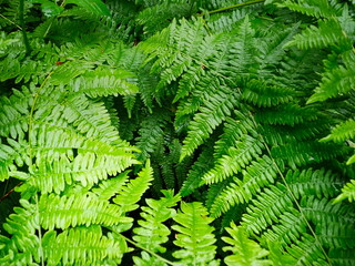 KLAMATH FALLS, OR, USA - June 21, 2025: Vivid green ferns.