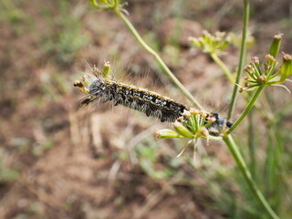 KLAMATH FALLS, OREGON/USA - 5/26/2025: A close up of a tent caterpillar resting on a plant.