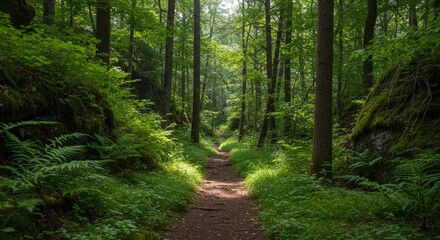 Fototapeta premium Forest path sunlight