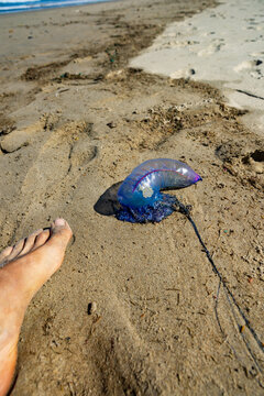 Portuguese man o' war washed ashore on beach next to foot