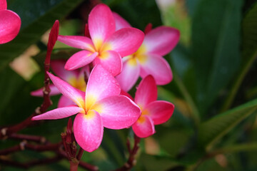 Pink frangipani flowers with water droplets on petals
