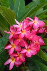 Pink frangipani flowers with water droplets on petals
