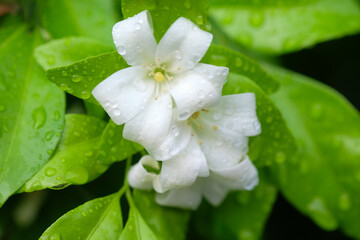 White jasmine flower with water drops on green leaves background.
