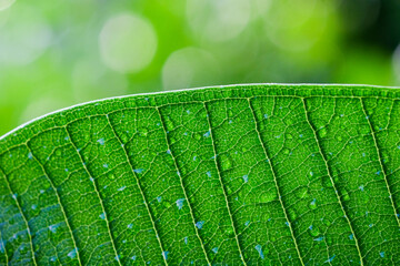 Close up of green leaf with dew drops, nature background.