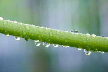 Water droplets on a blade of grass with a blurred background.