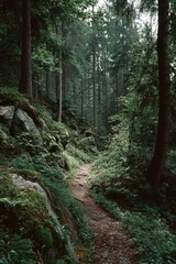 Obraz premium A dappled, sun-dappled path winds through a lush, mossy forest, flanked by tall trees and rocky outcrops. The air feels humid and still