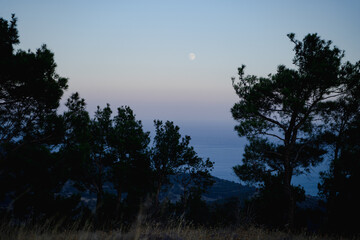 Scenic sunset view of pine trees silhouette against sea horizon and colorful evening sky with moon, natural landscape in twilight background