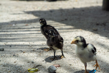 baby chicken and chicks
