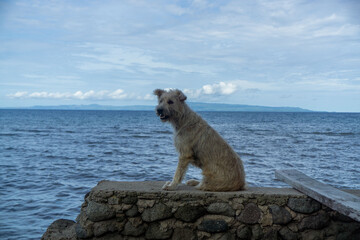 dog sitting on the rocks