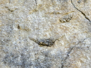 Fossilized reptile tracks on weathered rock surface