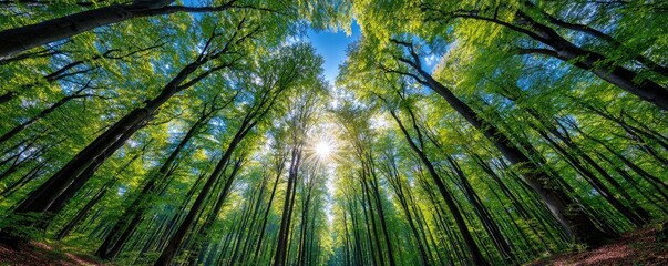 Trees in forest rising toward blue sky concept. Vibrant forest canopy with sunlight filtering through greenery.