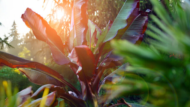 Beautiful Abyssinian Banana plant. Ensete ventricosum Maurelii.