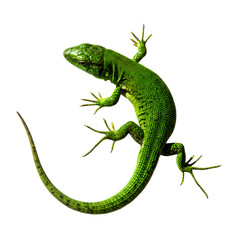 Fototapeta premium Vibrant green lizard with detailed scales poised against a dark void, showcasing nature's intricate design