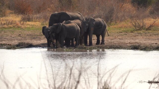 Family of elephants drinking at a waterhole in the Khaudum National Park in Namibia in Africa. 