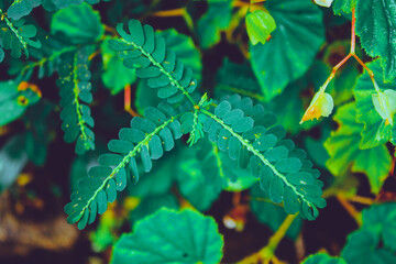 Beautiful Nature Background for Wallpaper and Design