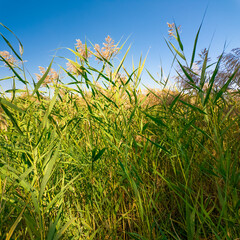 Tall green reeds sway under a bright blue sky, bathed in sunlight. Their slender blades and flowering tops create a vibrant, natural scene, evoking the serenity of a wild grassland or wetland.
