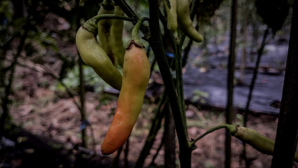Chili plant in the garden