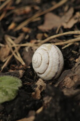 beautiful textured shell without a snail on the ground near green leaves