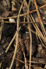 ant on a leaf