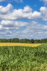 corn field in the summer