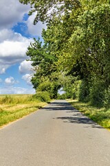 country road in the forest