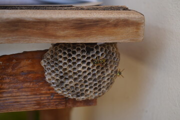 Two wasps are seen on their intricate nest, built beneath an old wooden table on an outdoor veranda. The focus is on these fascinating insects and the detailed, hexagonal structure of their home.	