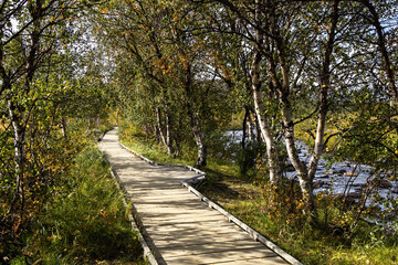 Fototapeta premium Wooden walking path on Jämtland triangle hiking trail, birch trees in Storulvån river valley, Sweden. Accessible for baby strollers.