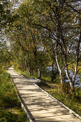 Wooden walking path on Jämtland triangle hiking trail, birch trees in Storulvån river valley, Sweden. Accessible for baby strollers.